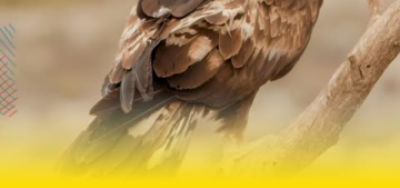 aguila